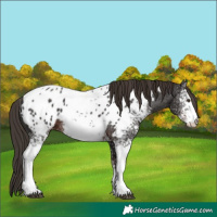 Horse Color:White Spotted Liver Chestnut Tobiano Appaloosa