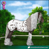 Horse Color:Silver Brown Tobiano Appaloosa