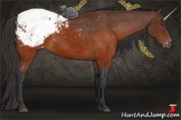 Horse Color:Brown Appaloosa 