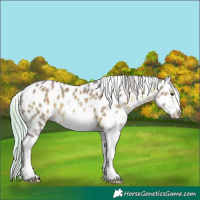Horse Color:Watercolor White Spotted Silver Brown Dun Appaloosa 