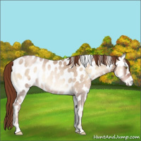 Horse Color:Buckskin Roan Pearl Onyx Appaloosa 