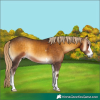 Horse Color:Chocolate Palomino Onyx