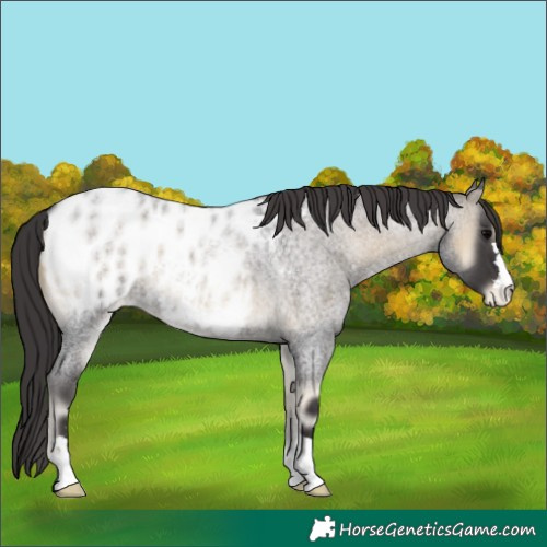 Horse Color:Smoky Blue Onyx Roan Near Leopard