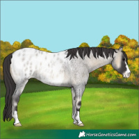 Horse Color:Smoky Blue Onyx Roan Appaloosa 
