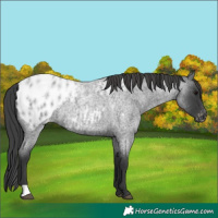 Horse Color:Blue Roan Near Leopard 