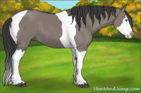 Horse Color:Grullo Splash Tobiano 