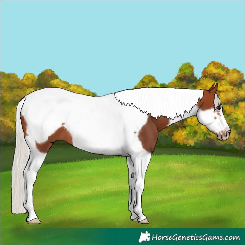 Horse Color:Silver Brown Tobiano Frame 