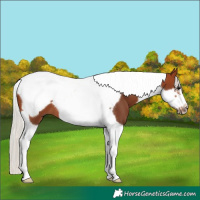 Horse Color:Silver Brown Tobiano Frame