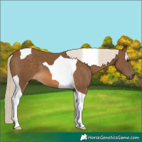 Horse Color:Chocolate Palomino Tobiano 