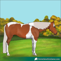 Horse Color:Silver Bay Tobiano 