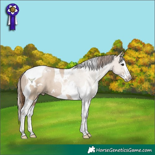 Horse Color:White Spotted Grullo Pearl Splash Tobiano Rabicano 