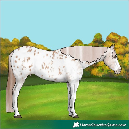 Horse Color:Red Dun Sabino Blanket 