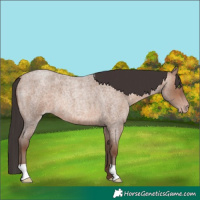 Horse Color:Sable Champagne Roan 