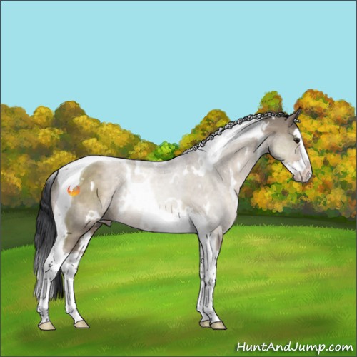 Horse Color:White Spotted Brown Dun Splash Tobiano Rabicano 