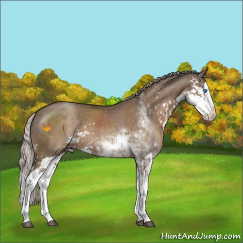 Horse Color:Silver Grullo Sabino Splash 