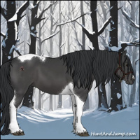 Horse Color:Black Tobiano 