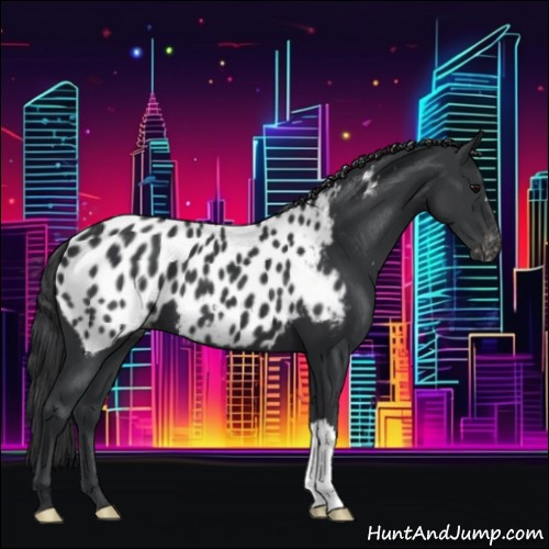 Horse Color:Black Appaloosa 