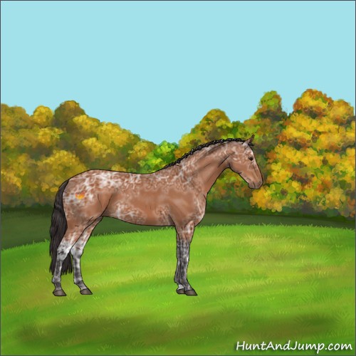 Horse Color:Buckskin Ice 