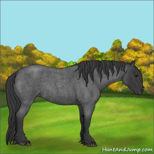 Horse Color:Blue Roan Rabicano 