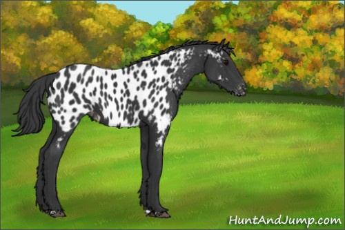 Horse Color:Black Appaloosa 