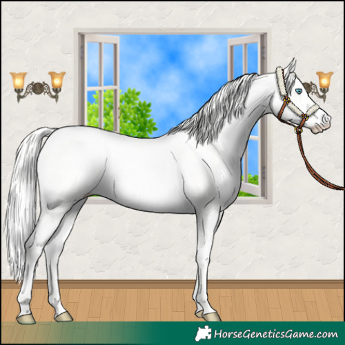 Horse Color:Cremello Dun 
