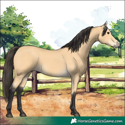 Horse Color:Buckskin 
