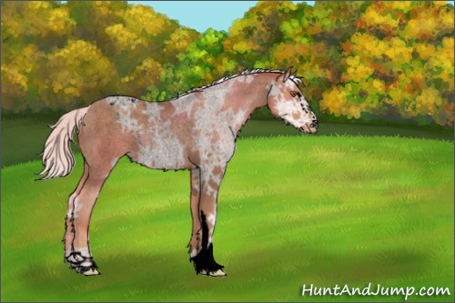 Horse Color:Void Chocolate Silver Classic Champagne Ice Roan Sabino Appaloosa Rabicano 