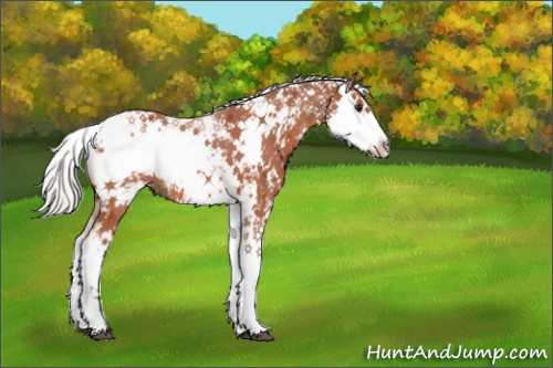 Horse Color:Silver Bay Sabino 