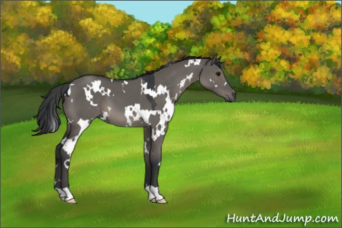 Horse Color:White Spotted Grullo 