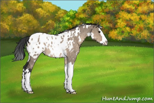 Horse Color:White Spotted Brown Dun Splash Appaloosa 