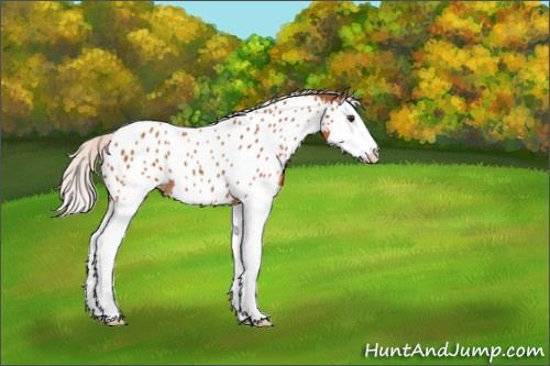 Horse Color:Silver Bay Splash Appaloosa 