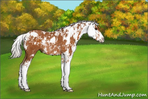 Horse Color:Silver Buckskin Sabino Rabicano 
