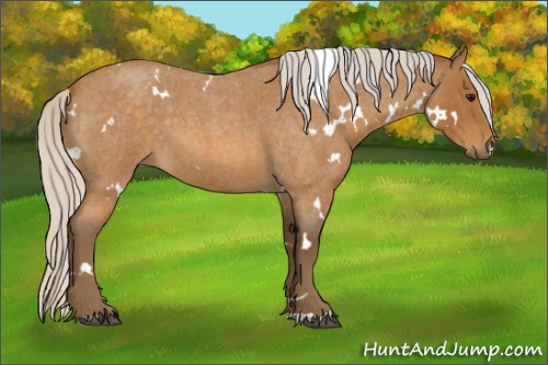 Horse Color:White Spotted Silver Buckskin Roan 