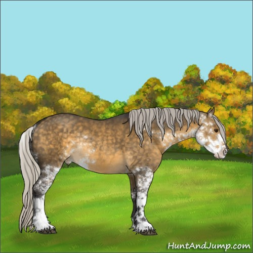 Horse Color:Silver Buckskin Dun Sabino Rabicano 