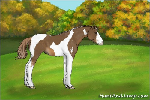 Horse Color:Chocolate Palomino Sabino Tobiano 