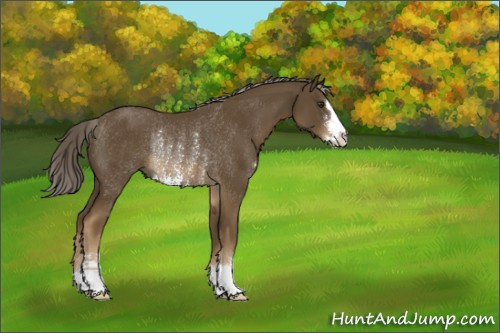 Horse Color:Chocolate Palomino Sabino Rabicano 