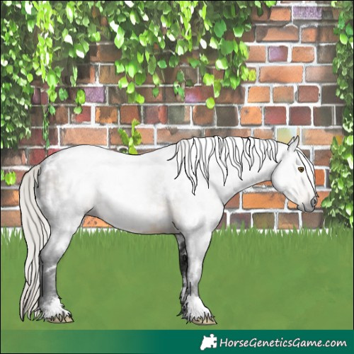 Horse Color:Gray White Spotted Silver Buckskin 