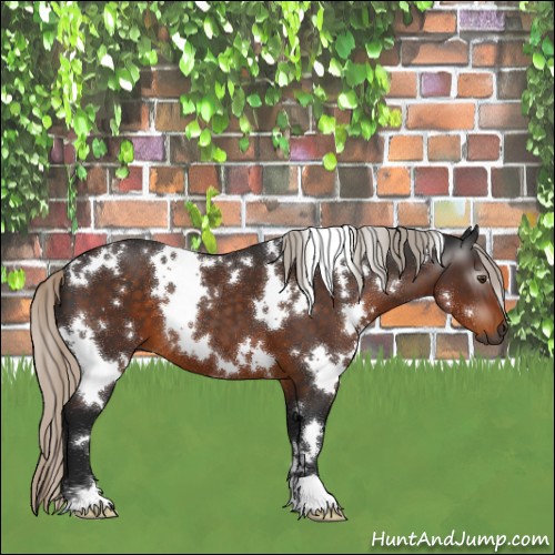 Horse Color:Gray White Spotted Silver Buckskin 