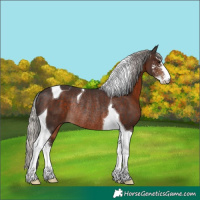 Horse Color:Silver Brown Sabino Tobiano Rabicano 