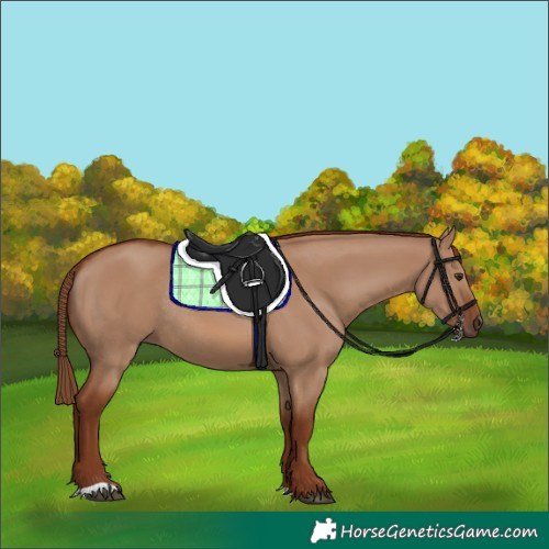Horse Color:Red Dun Rabicano 