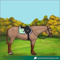 Horse Color:Red Dun Rabicano
