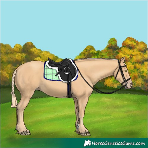 Horse Color:Gold Champagne
