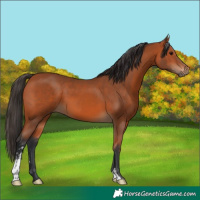 Horse Color:Bay Sabino 