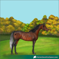 Horse Color:Brown Rabicano 