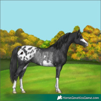 Horse Color:Black Appaloosa Rabicano 