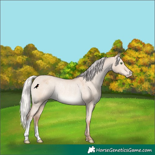Horse Color:Silver Classic Champagne Dun Appaloosa Rabicano 