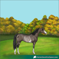 Horse Color:Brown Dun Rabicano