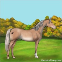 Horse Color:Silver Sable Champagne Rabicano 
