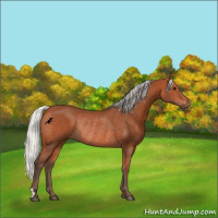 Horse Color:Silver Bay Rabicano 