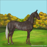 Horse Color:Liver Chestnut Mushroom Rabicano 